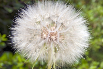 Fototapeta premium Pusteblume