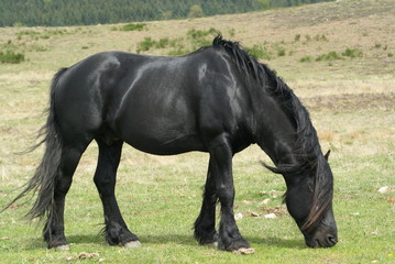 cheval frison