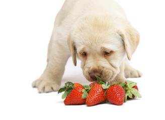 Puppy with a strawberry.