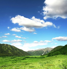 Obraz premium Meadow