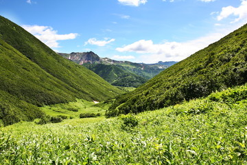 Mountain meadow