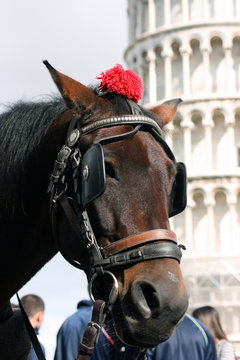 Due bellezze a confronto