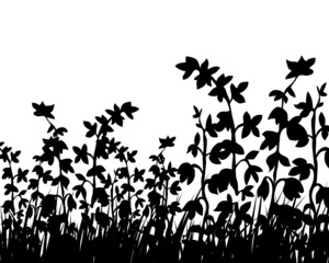 grass backgrounds