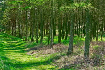 Spring green forest