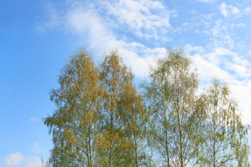 Obraz premium Spring in the forest