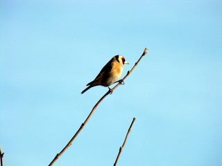 Goldfinch, Carduelis carduelis