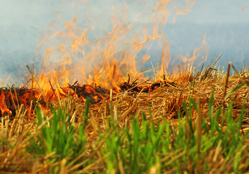 Wheat crop burning