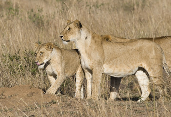 Fototapeta na wymiar Pride of lions