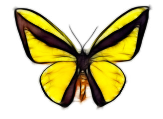 yellow butterfly