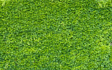 Green ivy wall.