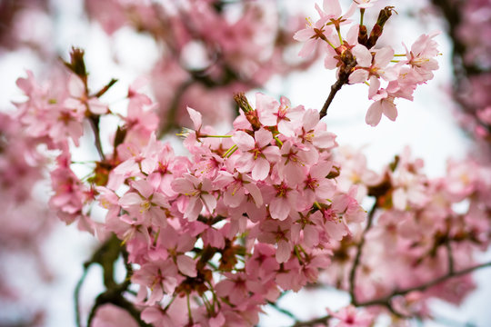 Beautiful spring background of a pink blooming cherry