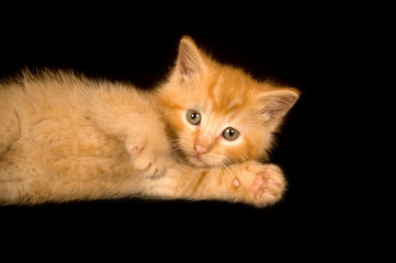 Kitten paying on a black background © Tony Campbell