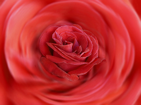Hintergrund ,Rose