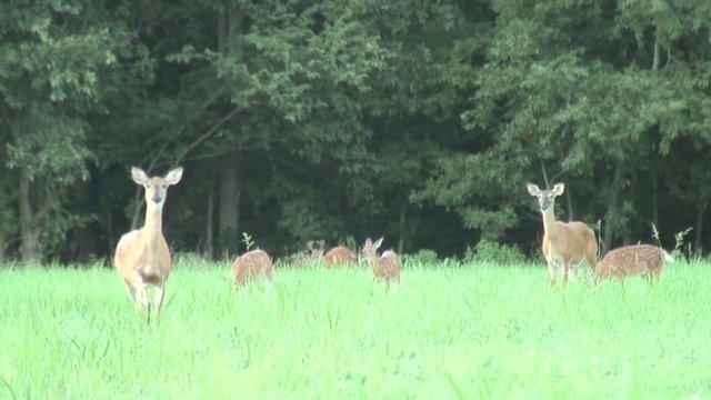 Deer snorting in anger before running away