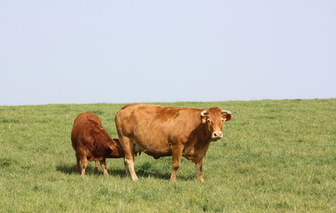 Fototapeta na wymiar Limousin cow feeding her calf