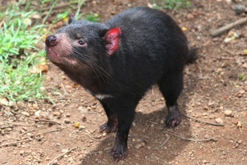 Tasmanian Devil - Australian Marsupial