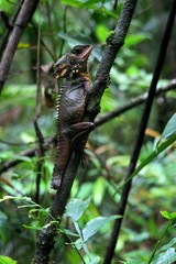 Boyd's Forest Dragon - Daintree Rainforest