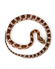 Miami Phase Corn Snake