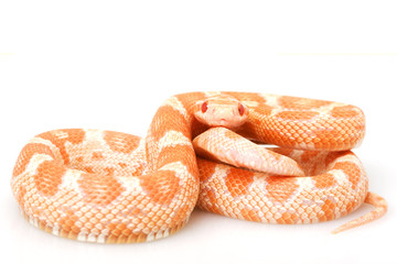 Fototapeta premium Creamsicle Corn Snake