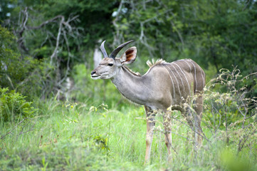 Young Male kudu in Kruger National Park