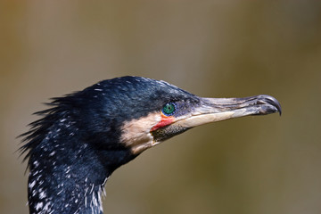 Kormoran