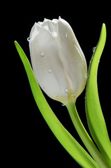White tulip isolated on black background