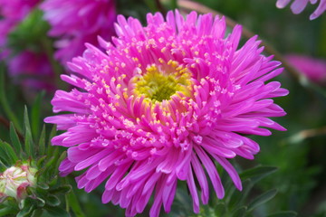 Aster