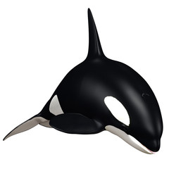 Orka © s.gatterwe