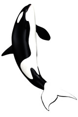 Orka © s.gatterwe