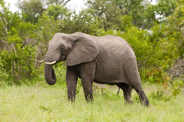 Elephant in Kruger Park, South Africa
