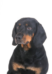 le brandlbracke autrichien en studio