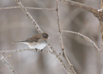Dark-eyed Junco