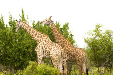 Giraffe in kruger national park