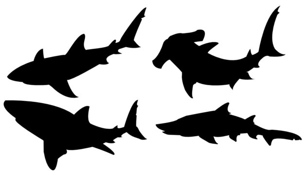 Shark collection silhouette