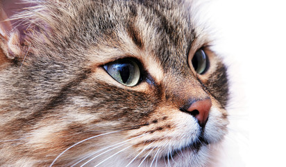 Funny Shorthair kitty