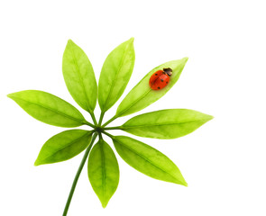 Ladybug sitting on a green leaf. Isolated on white background