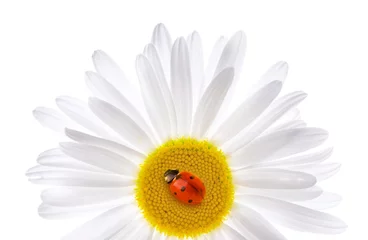 Poster Lieveheersbeestje zittend op een mooi madeliefje. Geïsoleerd op witte achtergrond © Nejron Photo