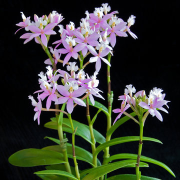 Pink Epidendrum Orchid