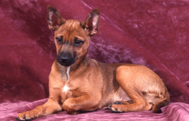 Obraz premium repos pour le chien nu du mexique