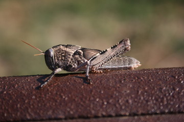 Sauterelle 03