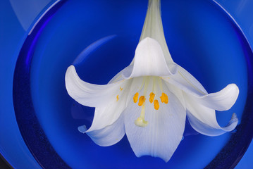 White lily on blue background