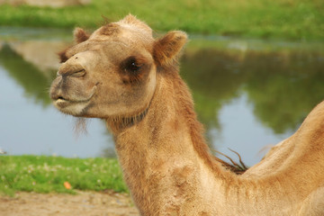 camel on wildlife preserve