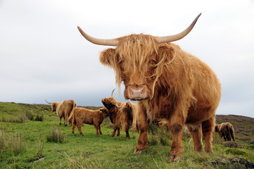 highland cattle schottland