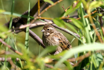 yellow-hammer bird