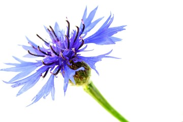 Kornblume
