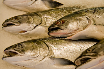 Fresh Fish at Market