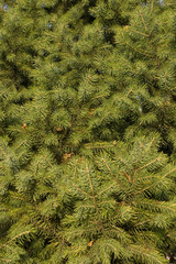 Coniferous 1