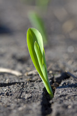 A seedling of corn breaks through a crack in a farmer's field