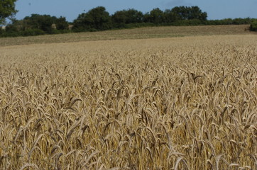champs de blé