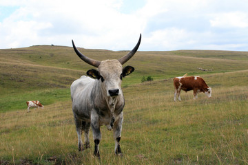 cow